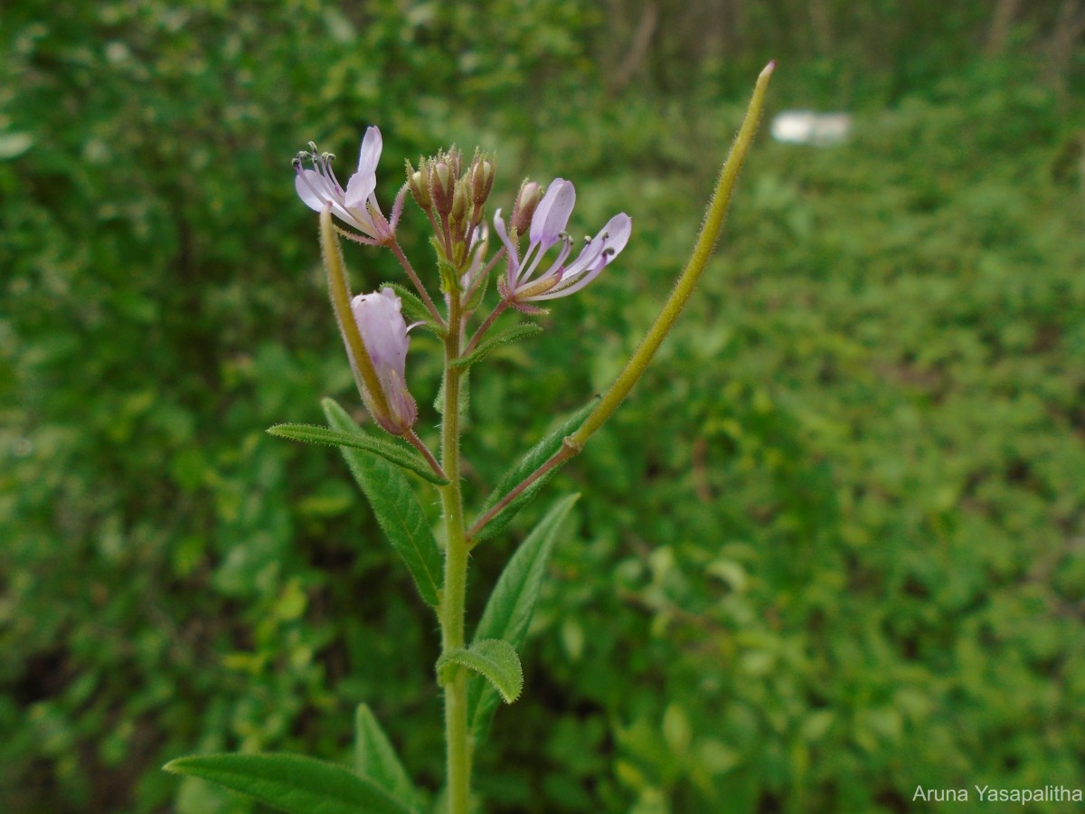 Cleome rutidosperma var. burmanni (Wight & Arn.) Siddiqui & S.N.Dixit